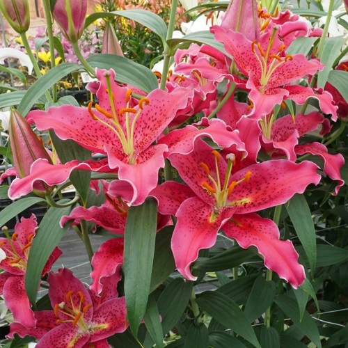 Lilium 'Gomera' - Liilia 'Gomera'  